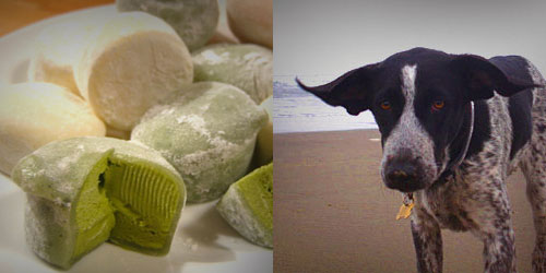 2mochies Mochi, the ice cream + Mochi, the dog.